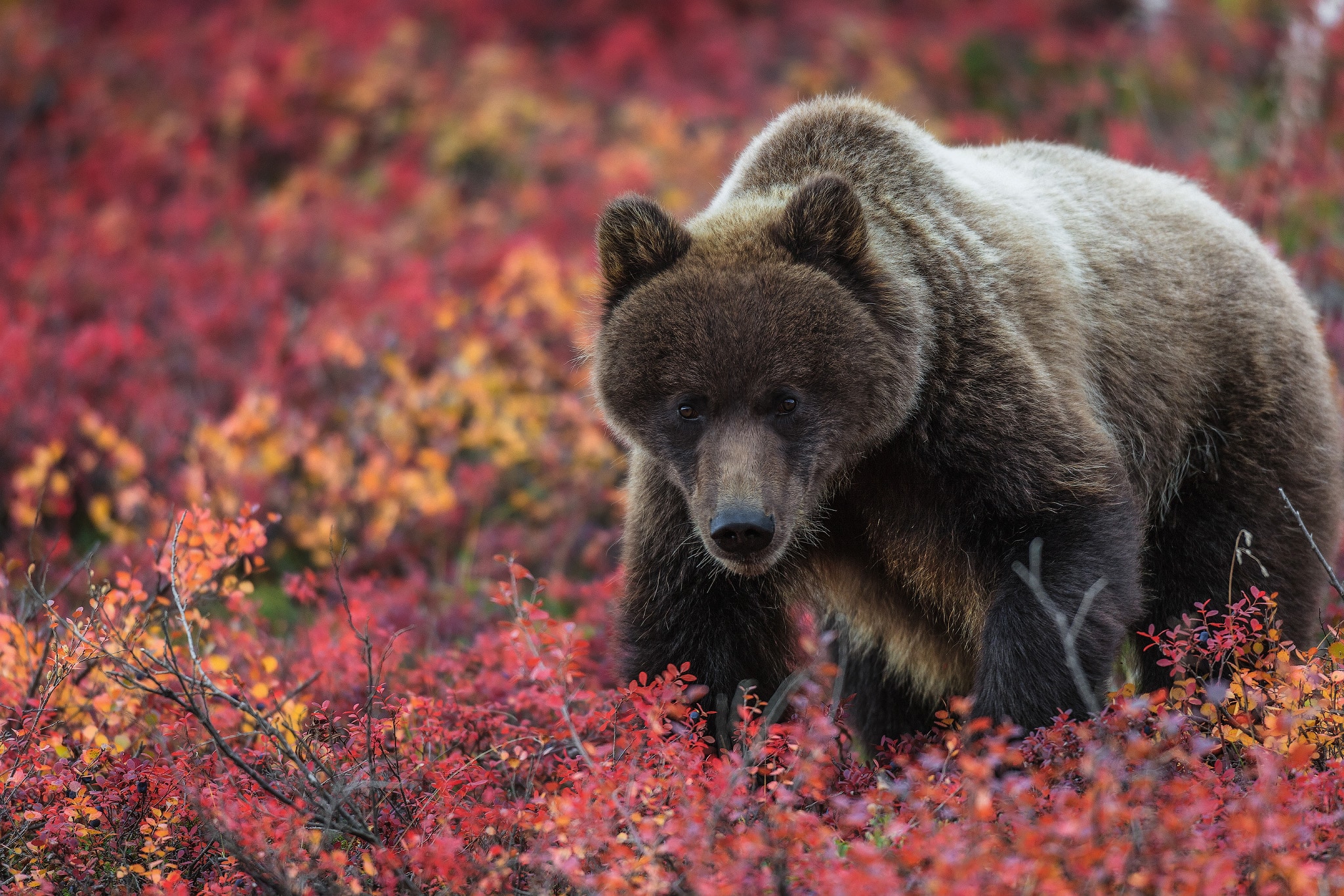 Young Bear