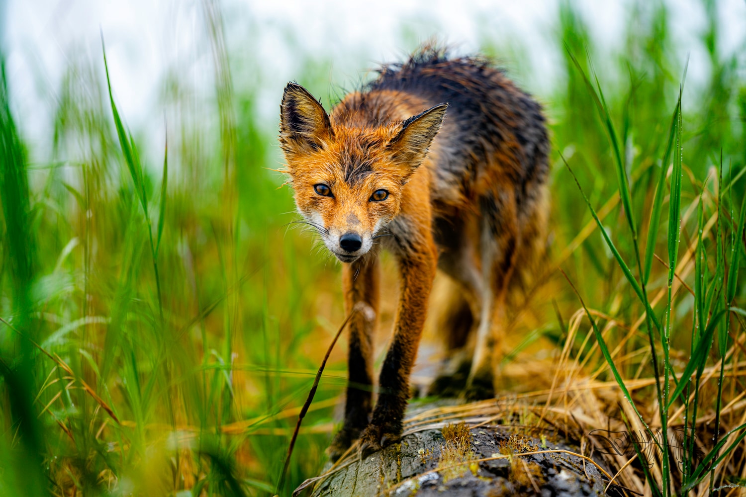 Sly Fox