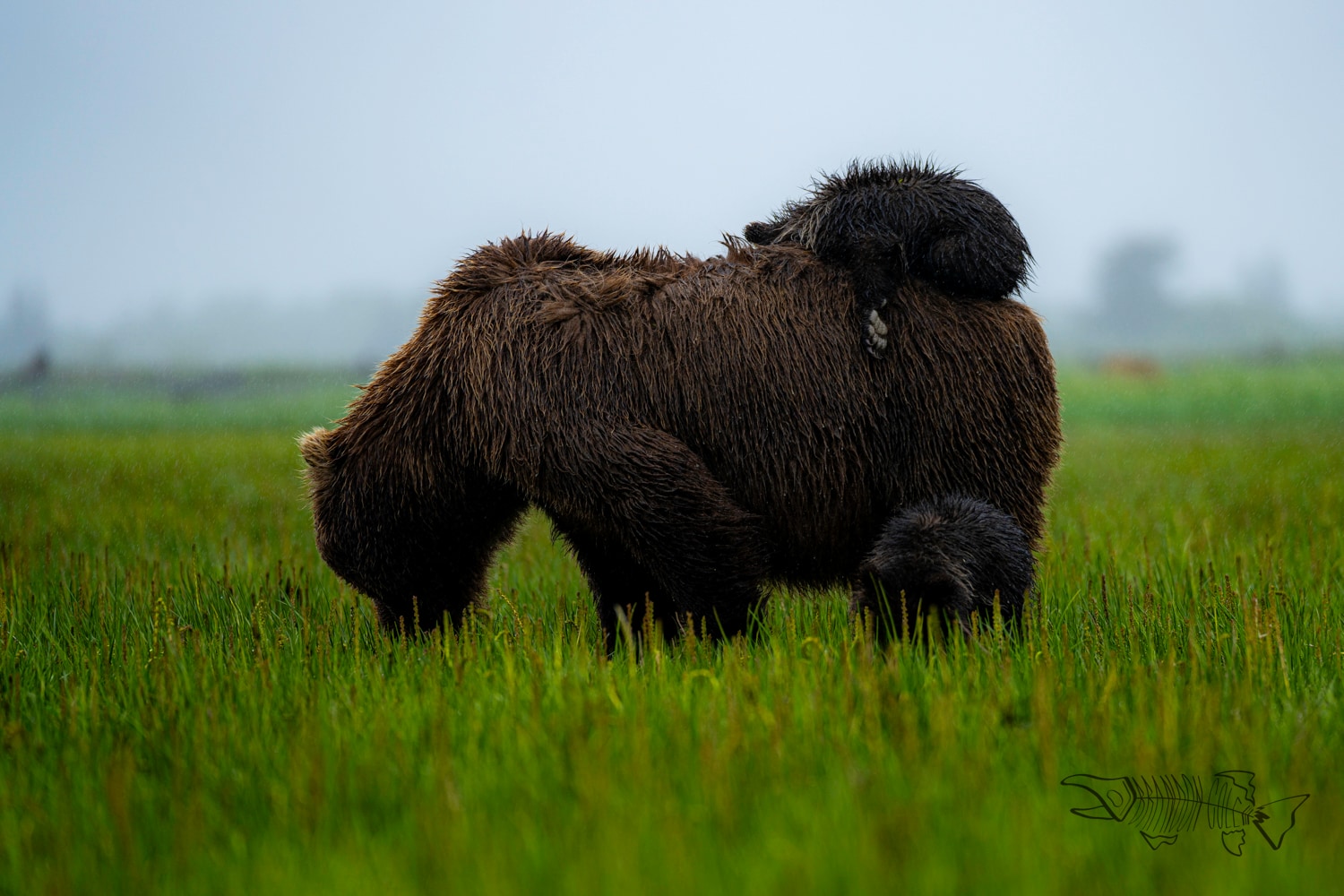 Mamma Bear