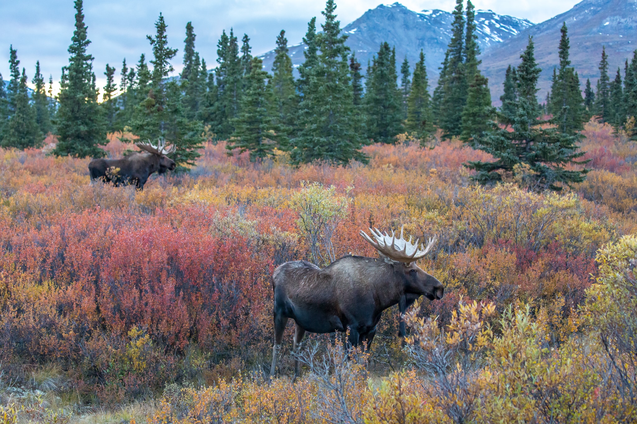 Bulls in Bloom