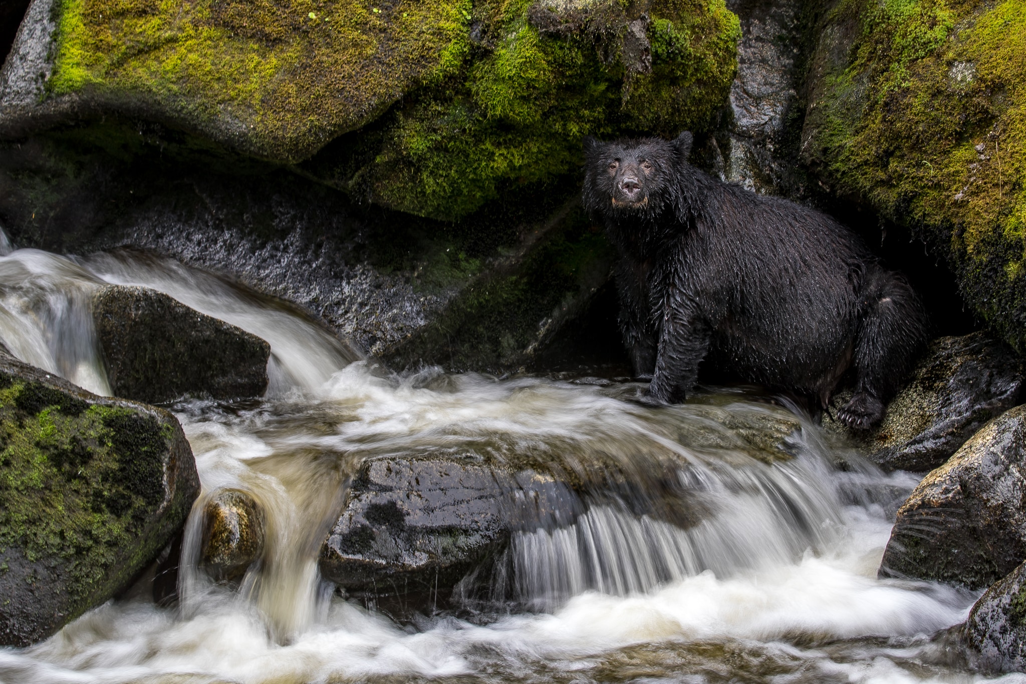 The Bear Amongst Boulders