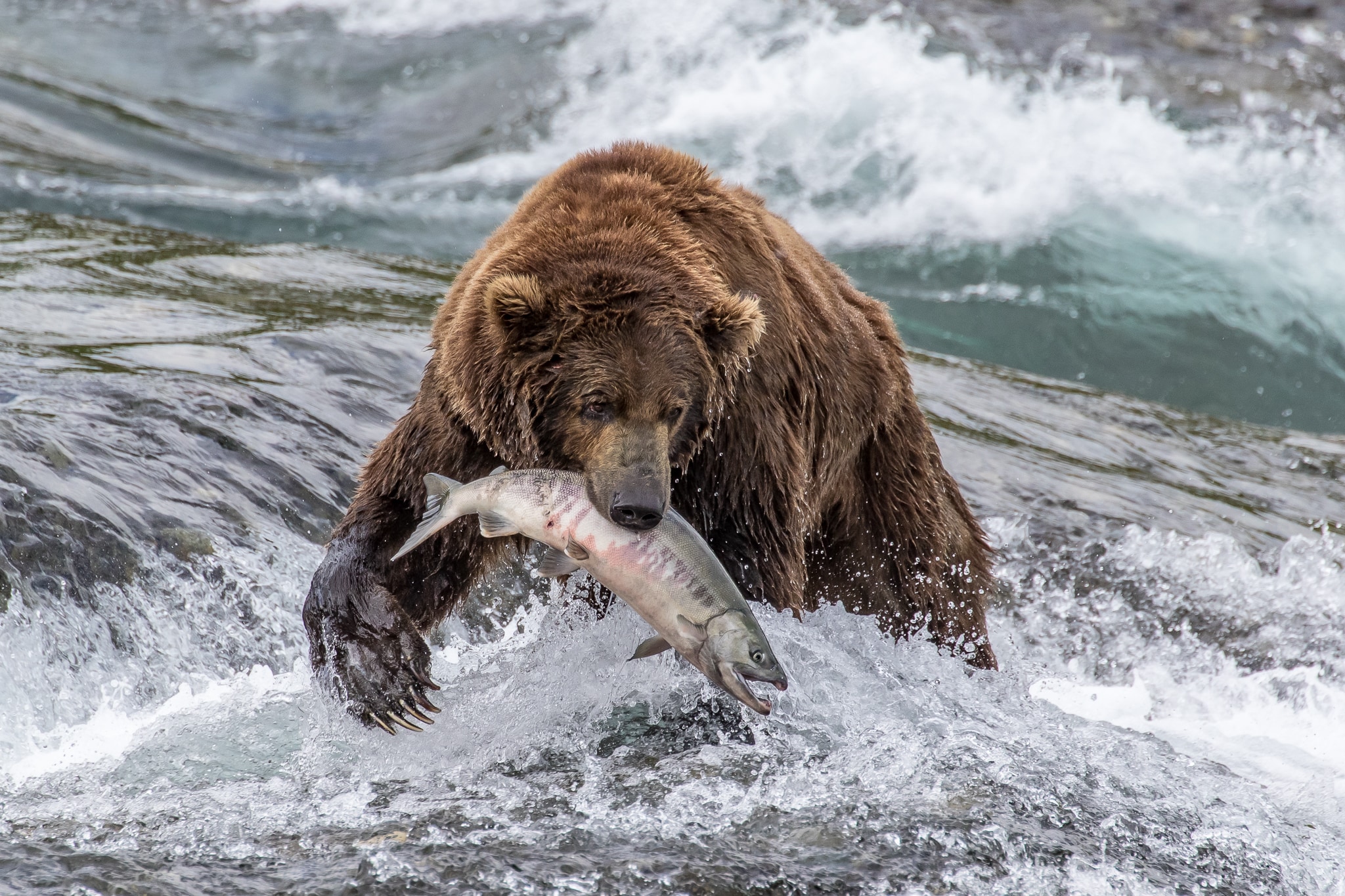 Salmon Strut